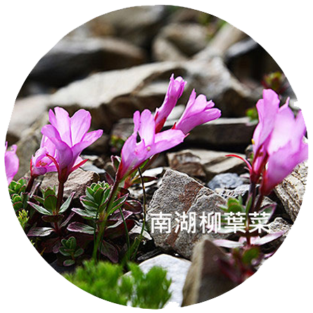 南胡柳葉菜